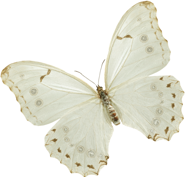 Papillon (600x587), Png Download