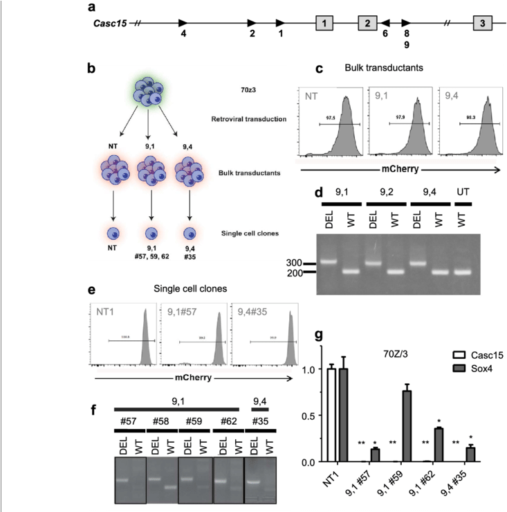 Casc15 Knockout In Murine Cells Results In Sox4 Downregulation (850x738), Png Download