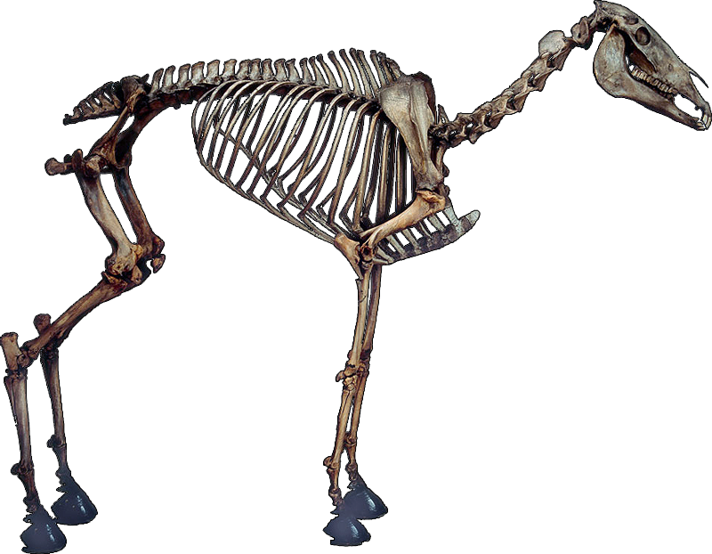 On His Tumblr, Jacques Posted The Above Picture Of (800x622), Png Download