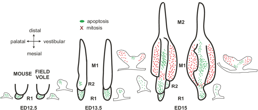 Schematic Drawings Of The Distribution Of Mitosis And (850x365), Png Download