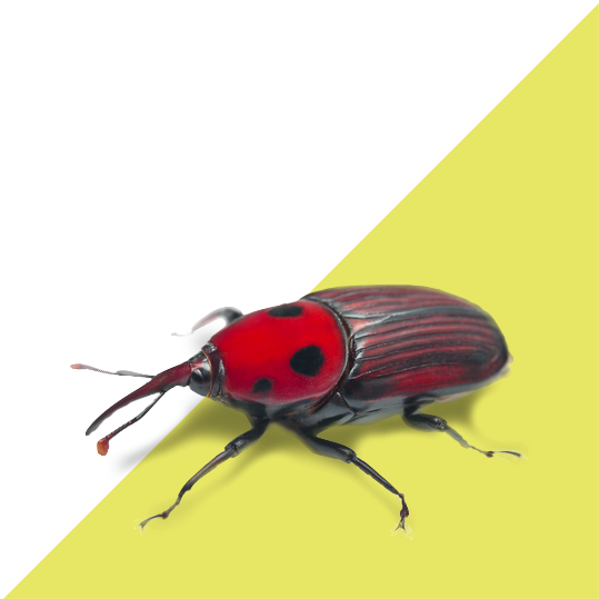 Palm Weevil (550x559), Png Download