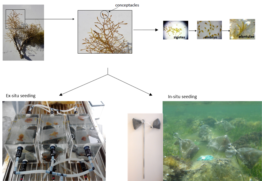 In Merces The Udg Csic Are Developing Innovative Restoration (886x614), Png Download