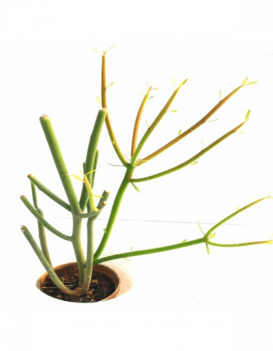 Firestick Png (540x693), Png Download