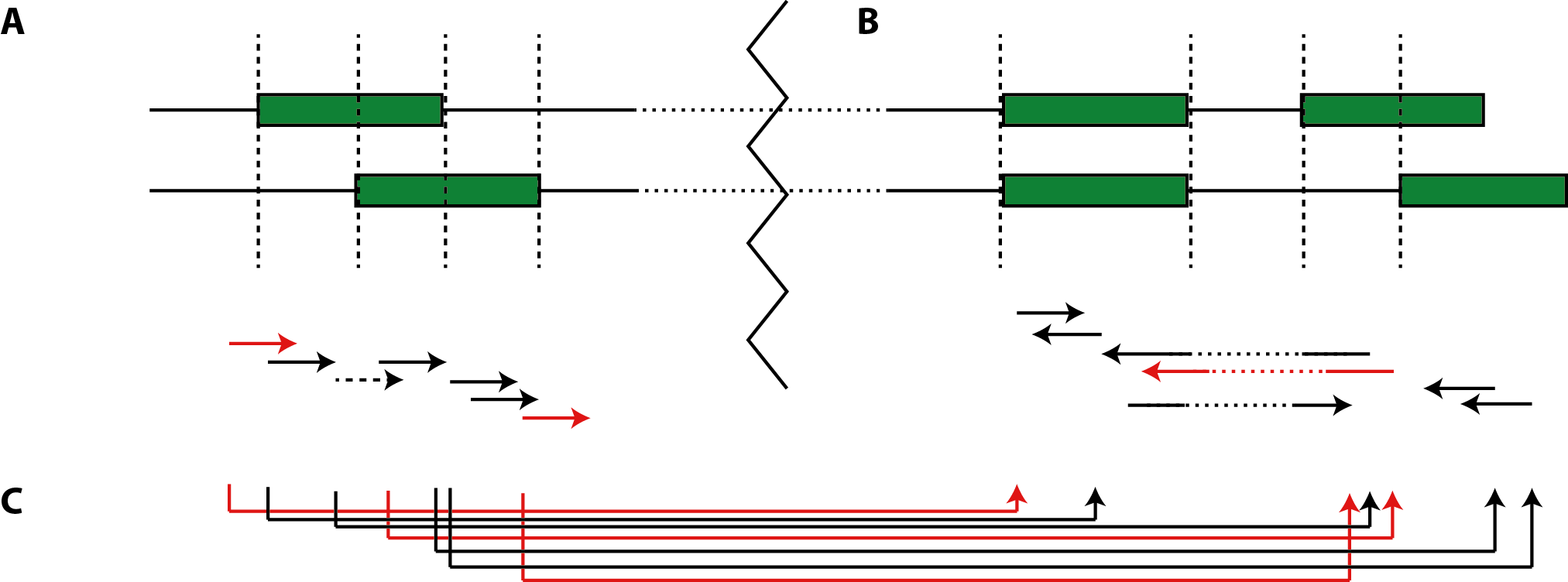 Mapping Reads To The Segment Graph Spanned By The Annotation (2025x752), Png Download