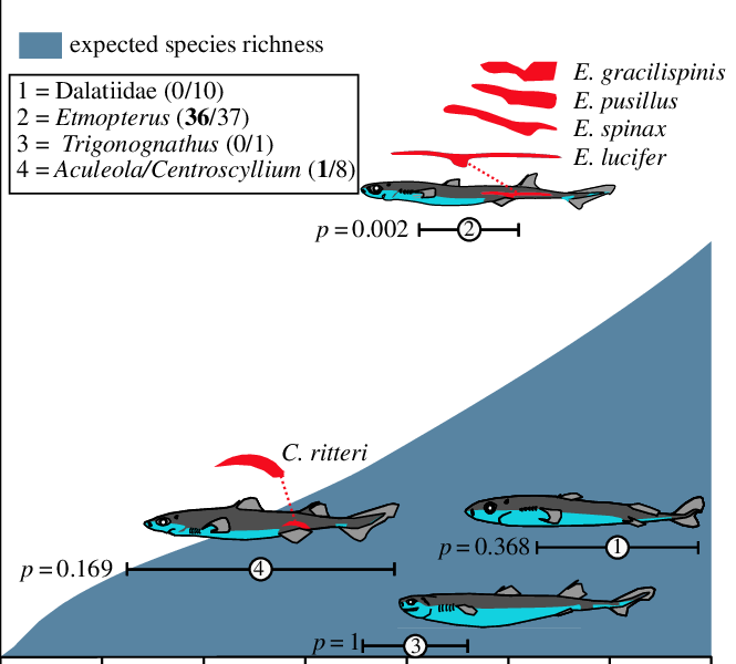 Expected Species Richness Curve Of Bioluminescent Sharks (665x600), Png Download