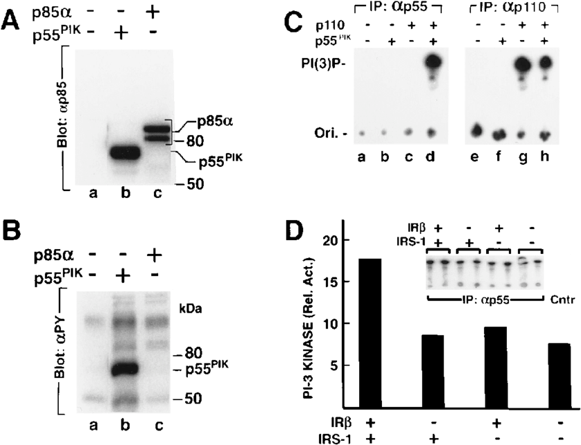 Sf9 Cells Were Infected With A Baculovirus Containing (850x646), Png Download