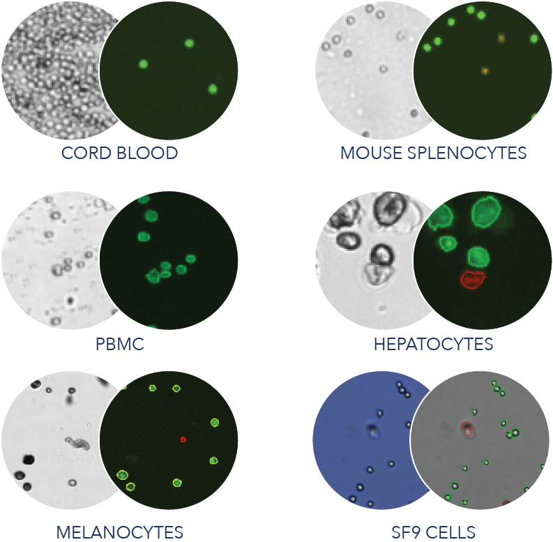 Gallery (793x777), Png Download