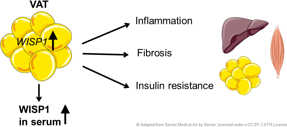1 Nutritional Regulation Of Metabolic Signaling Pathways (947x453), Png Download