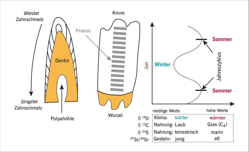 3 Schematische Zeichnung Eines Inkrementell Anwachsenden, (850x518), Png Download