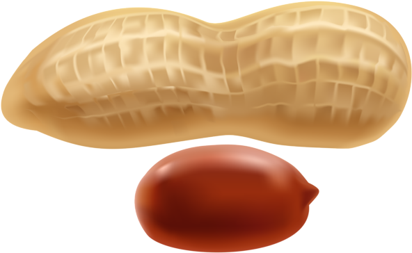 Png Clip Art Gallery - Peanut Clipart (600x371), Png Download