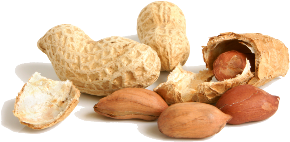 Peanut Png File - Peanuts Png Transparent (1024x540), Png Download