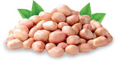 Peanuts - Groundnut Png (495x400), Png Download