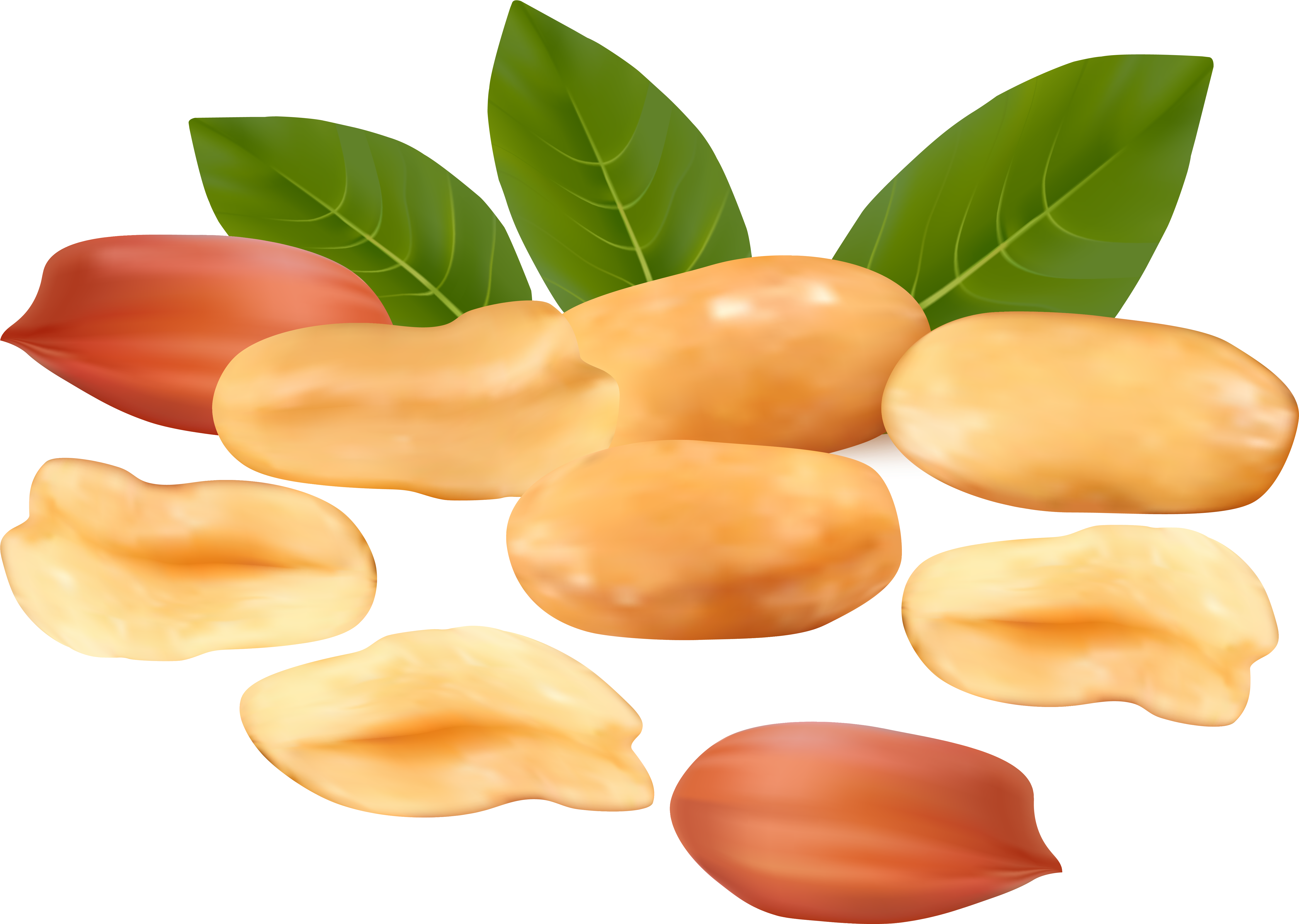 арахис. арахис для фотошопа. арахис пнг. арахис на прозрачном фоне. арахис контур.