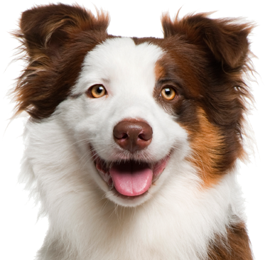 Orbiloc Dual Safety Light (448x373), Png Download