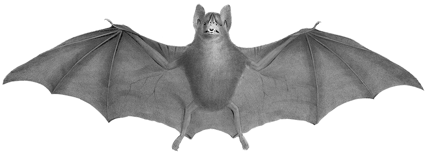 Bat Halloween Png Clipart Source - Demon Warrior Png (886x338), Png Download
