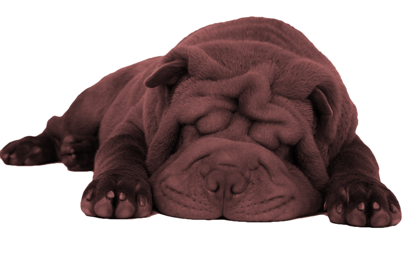Death Dog Png - Shar Pei Chow Chow Lion (800x500), Png Download