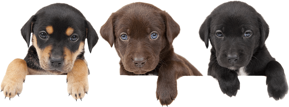 Email Us - Puppy & People Png (1000x390), Png Download