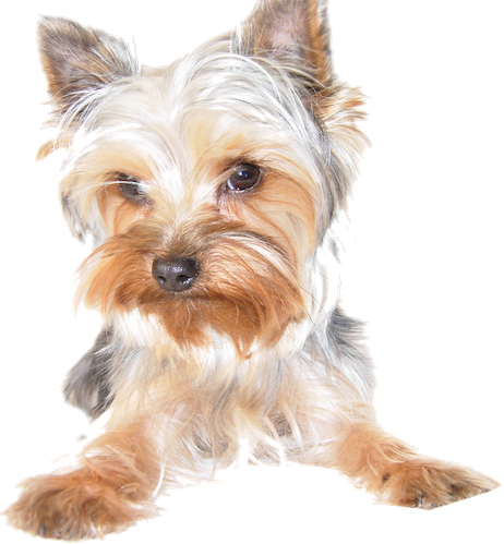 Cute Dog - Silky Terrier (462x499), Png Download