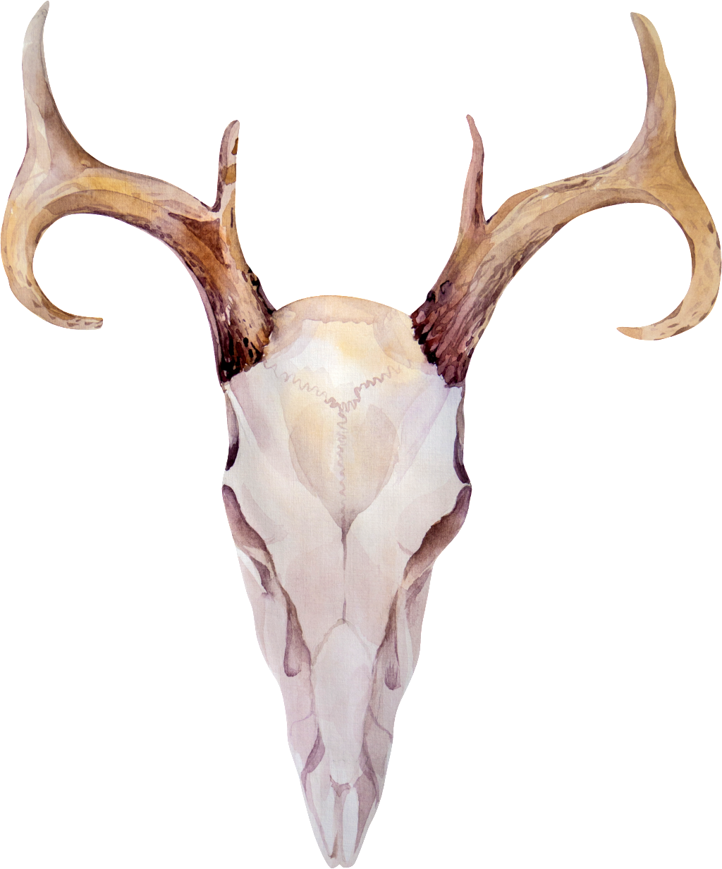 This Graphics Is Wood Grain Horns Transparent Decorative - 鹿 骷髏 頭 (1024x1233), Png Download