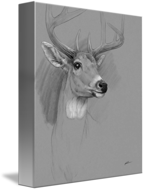 Drawings - Drawing (494x650), Png Download