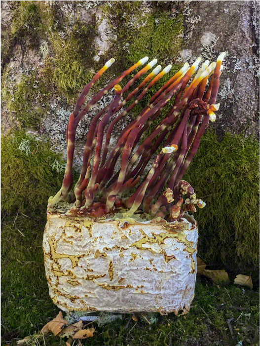 The Antler Reishi Mushroom Patch™ - Antler Reishi (700x700), Png Download