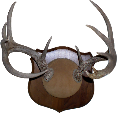 Deer Antlers Png Sharp-lookin' Deer Antler Mount - Antler (400x384), Png Download