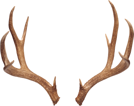 Horns - Boho Deer Horn (433x344), Png Download