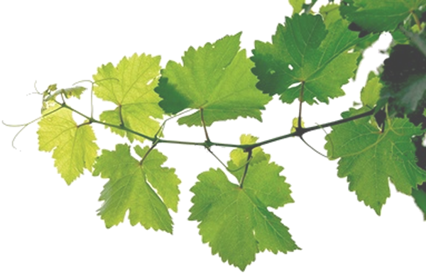 Freeuse Download Rustic Vector Grape Vine Wreath - Grape Vines Png (600x386), Png Download