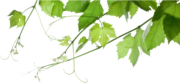 'everything At St Ignatius Is A Question Of Taste' - Grape Leaves Transparent (600x283), Png Download