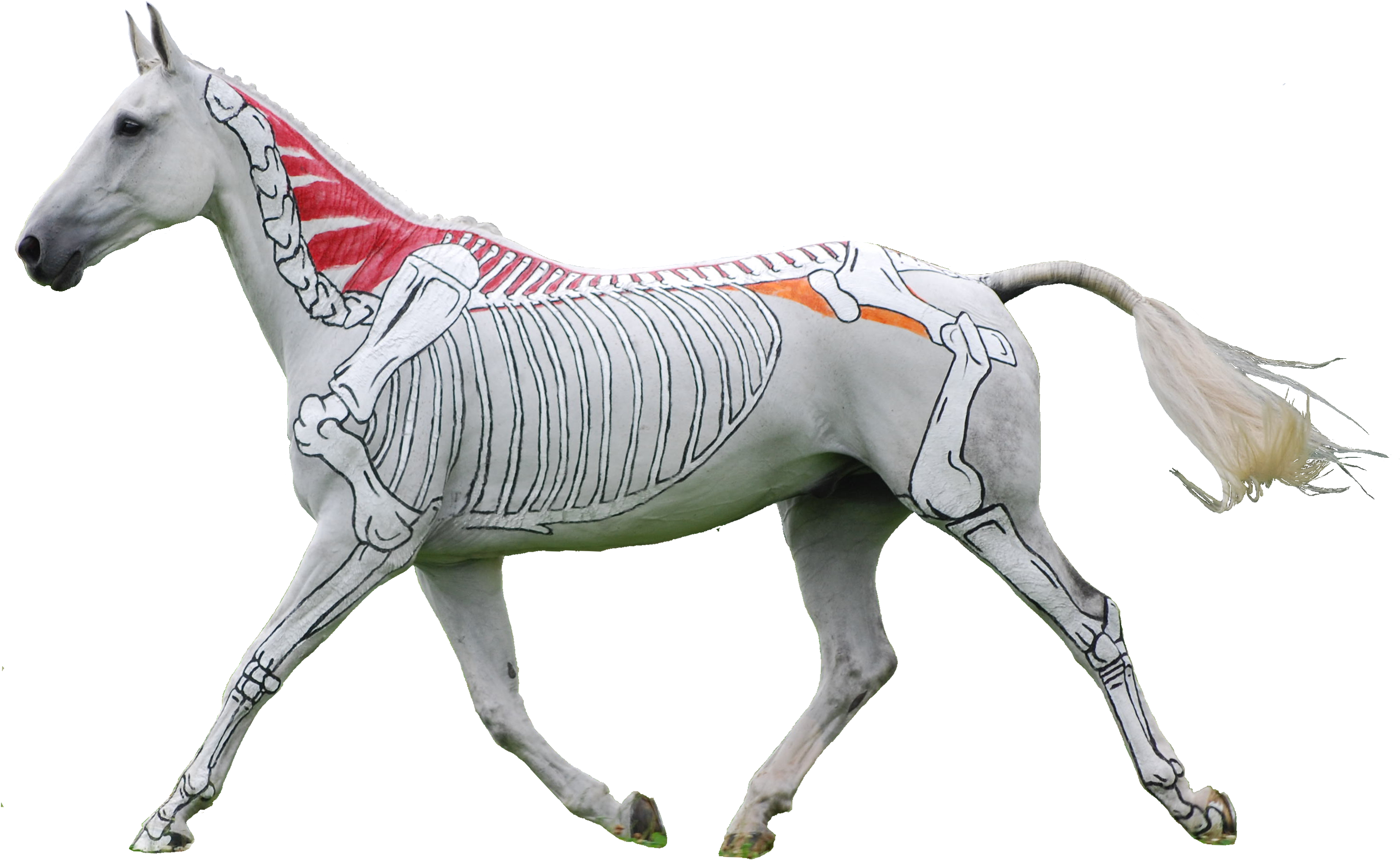 Horses Inside Out - Gillian Higgins Horses Inside Out (3040x1928), Png Download