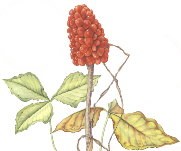 With Luminous Watercolor And Intricate Detail - Seedless Fruit (601x500), Png Download