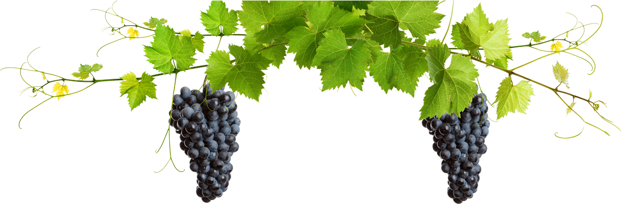 Perhaps One Of Old Mission Peninsula's Staple Attractions - Vina 5 Pcs/set Deluxe Wine Bottle Opener Accessories (1920x404), Png Download