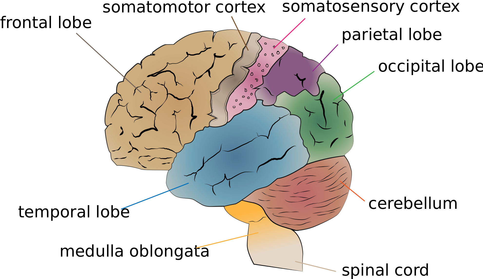 Ritesh Bawri - Human Brain (2000x1295), Png Download