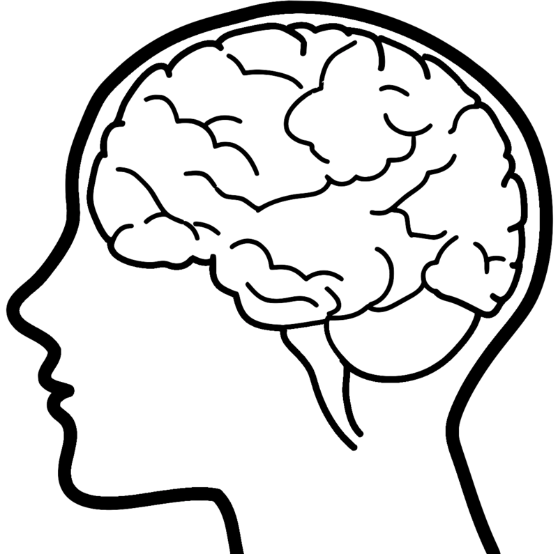 Hand Drawn Brain Png Images - Your Brain And You: What Neuroscience Means (800x795), Png Download