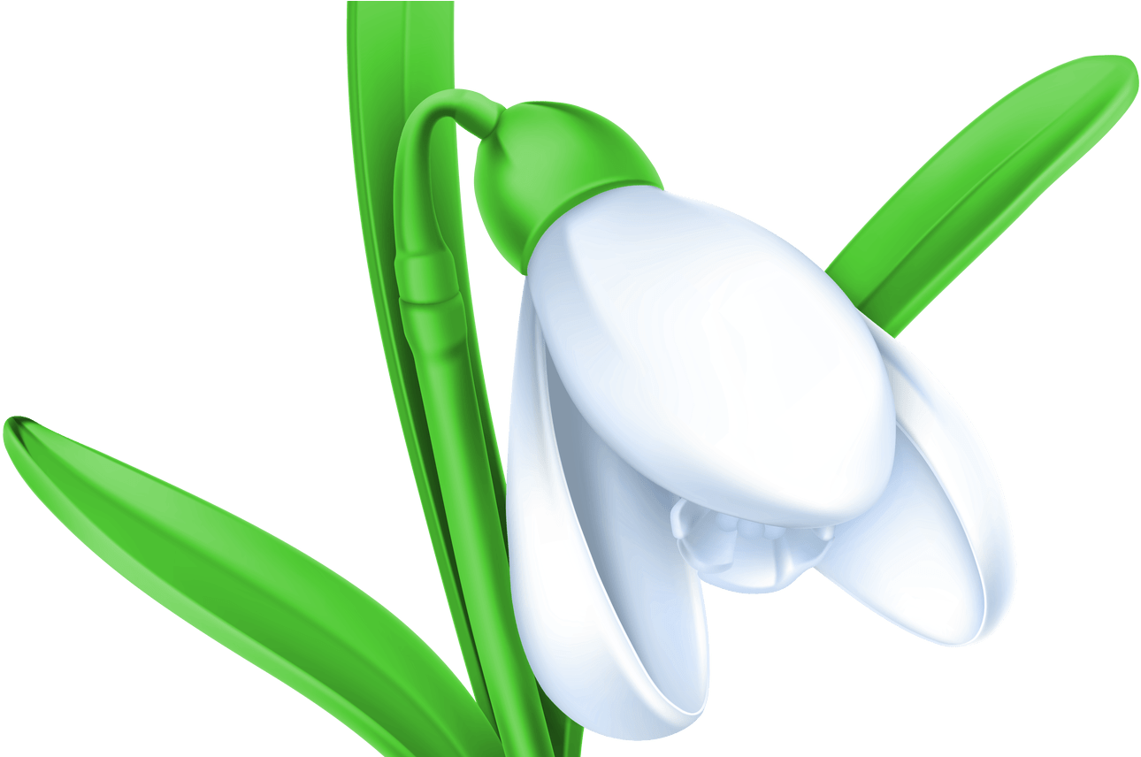 Pin By J Iannarone On Flowers Clipart Pinterest - Snowdrop Clipart (1368x855), Png Download