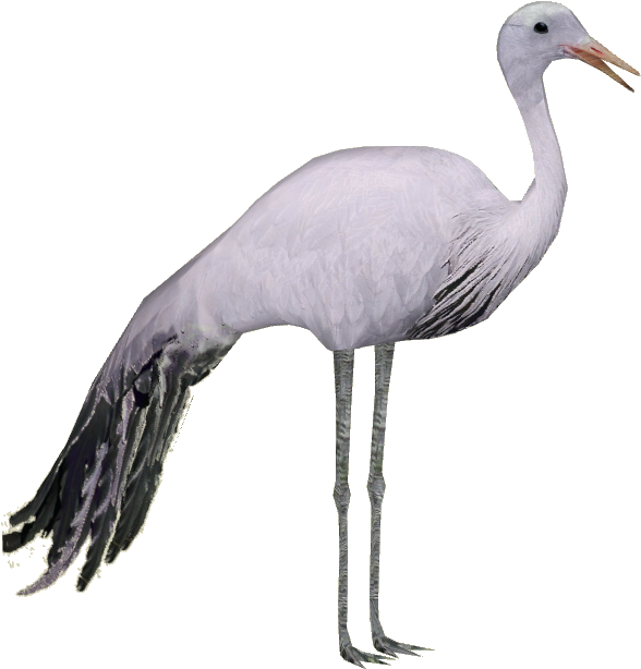 Blue Crane - Blue Crane Png (613x613), Png Download