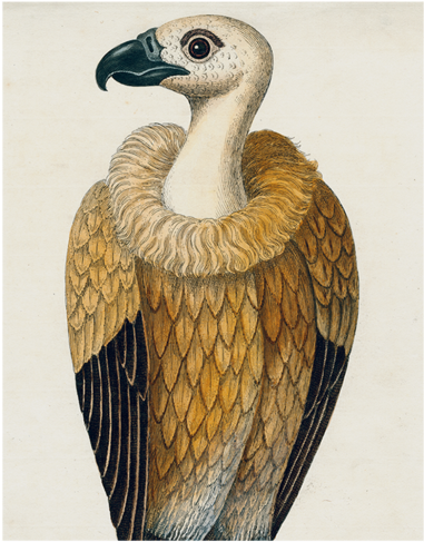 #26-vulture - Avvoltoio (500x500), Png Download