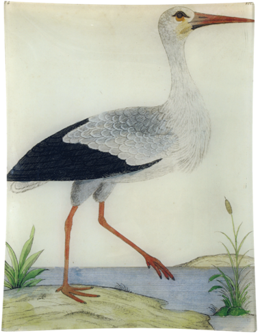 #25 - Stork - Stork (ciconia Alba) (500x500), Png Download