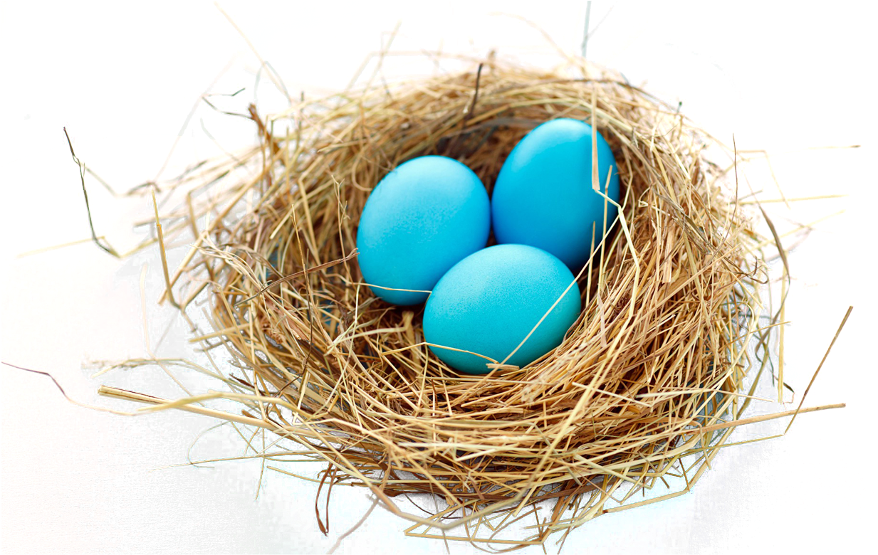 Transparent Nest Png (1250x801), Png Download