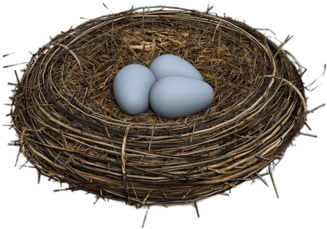 Bird Nest Png (800x800), Png Download