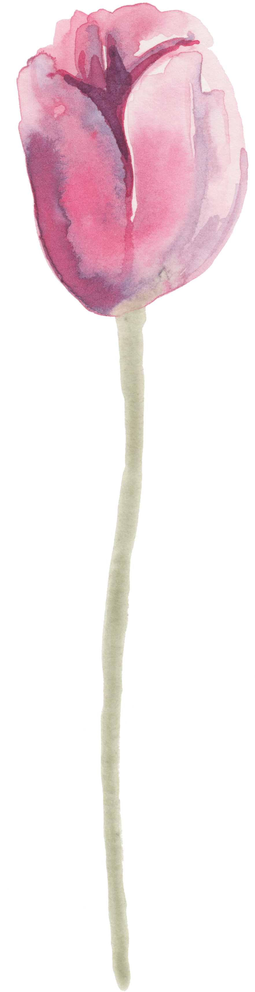 Transparent Decorative Material For Tulip - Ornament (650x2582), Png Download