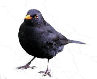Blackbird (400x300), Png Download