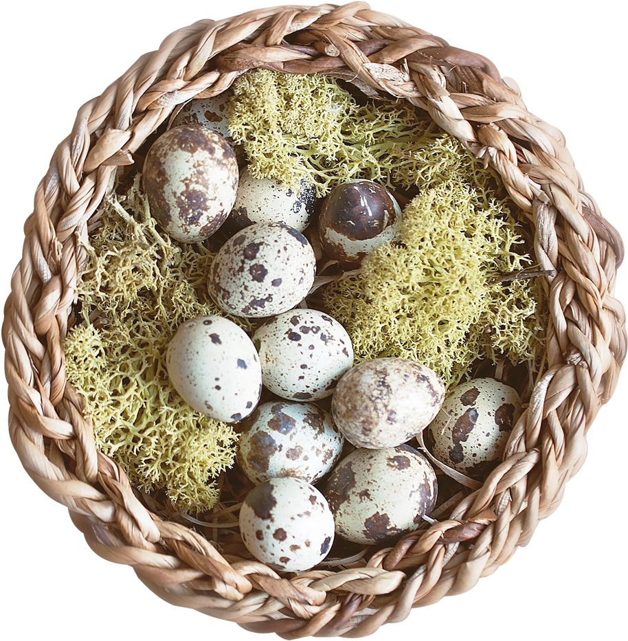Nest Png Transparent Image - Bird Nest (1134x1050), Png Download