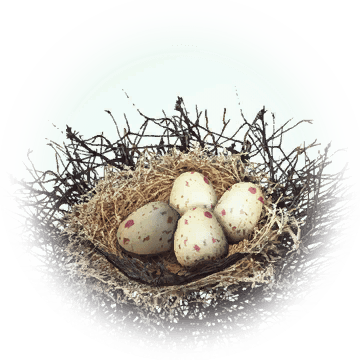 Kuku Bird Nest - Bird Nest (360x360), Png Download