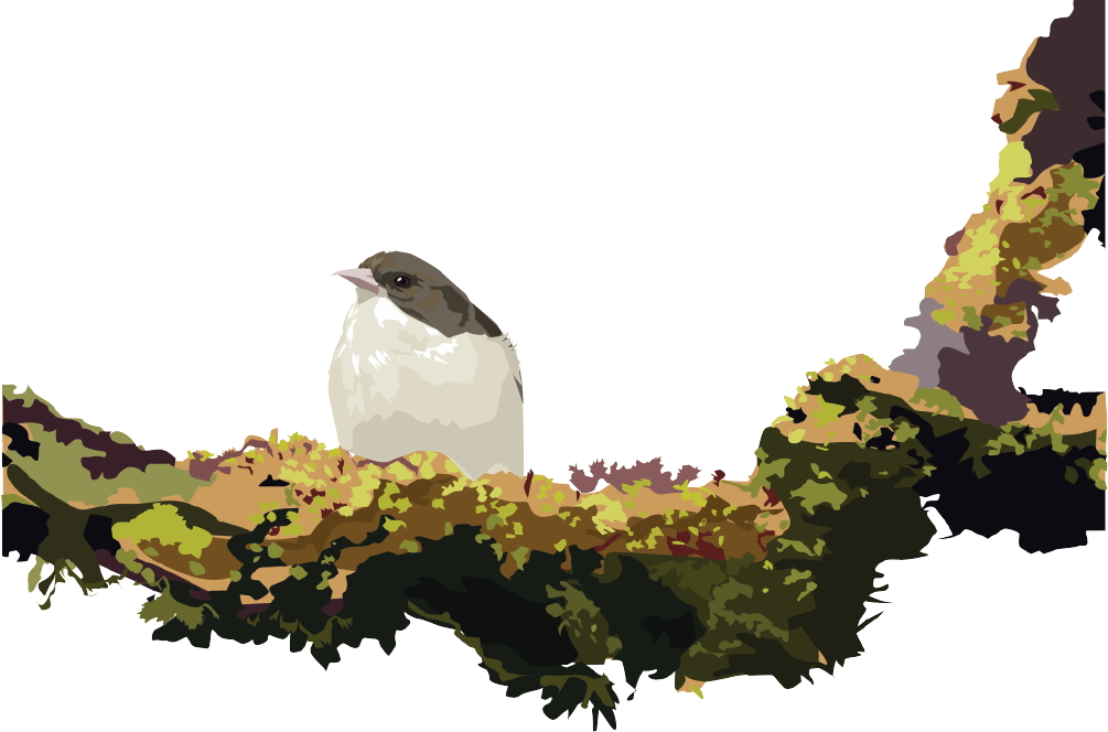 Coming Soon - Am I? A Kaua'i Forest Bird Guessing Game (1005x664), Png Download