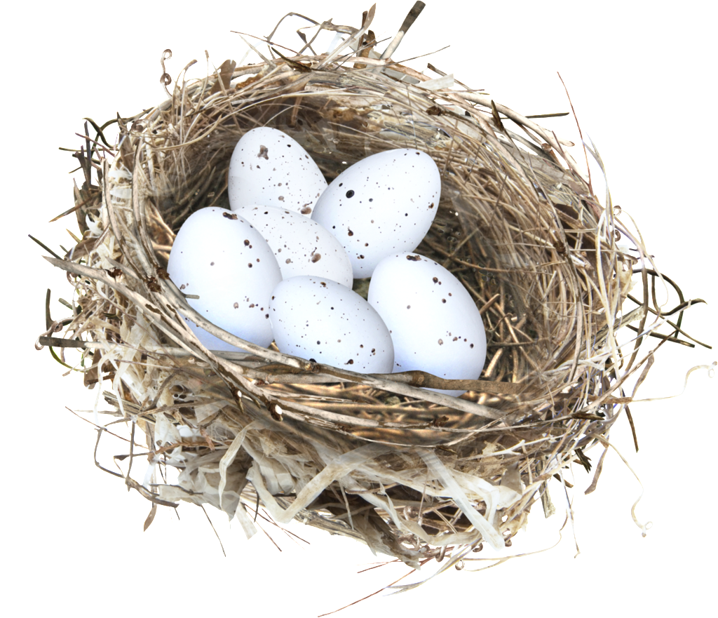 Hand Painted A Nestle Nest Png Transparent - Nido Png (1024x881), Png Download