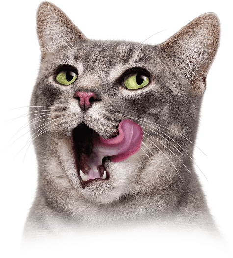 Cat Tongue Png Vector Black And White Library - Purina Friskies Cat Concoctions Variety Pack Cat Food (497x552), Png Download
