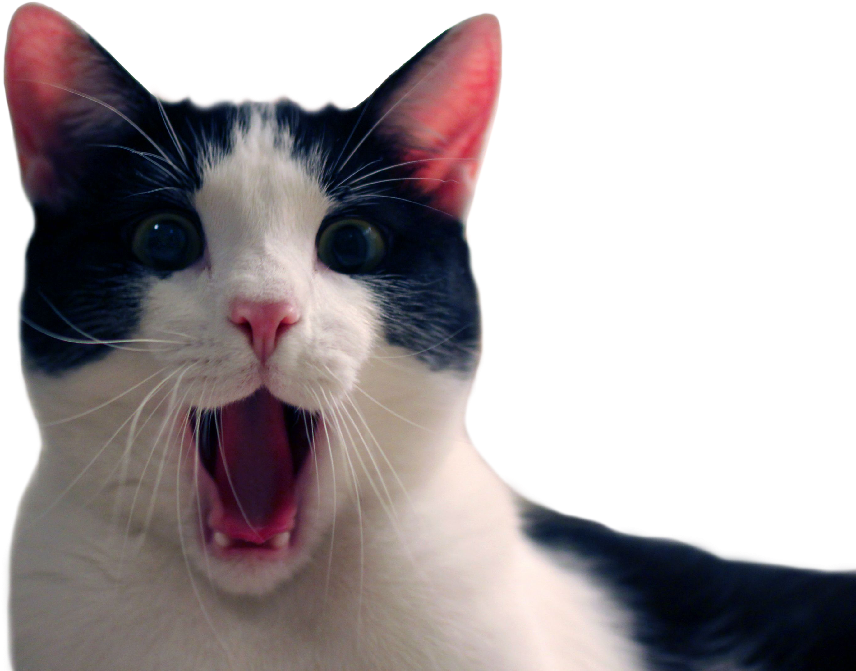 Animalcat - Funny Cat Transparent Background (2871x2277), Png Download