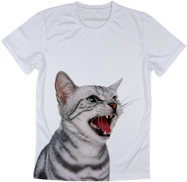 Cats In White Background (640x640), Png Download