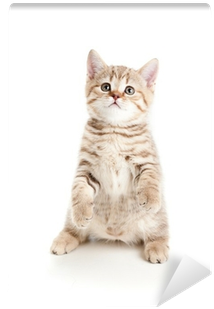 Funny Cat Kitten Standing On Hind Legs Wall Mural • - Kitten Standing (400x400), Png Download